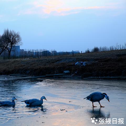 甘州湿地，生态保护的璀璨明珠，新闻头条热议！