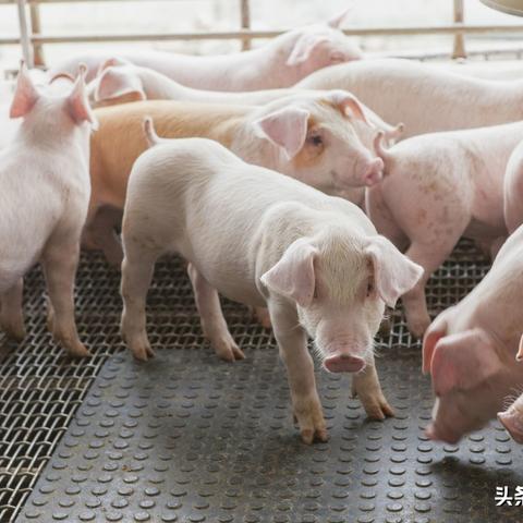 今日最新猪价走势深度解析（附详细报告）
