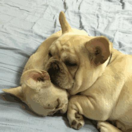 全球安静狗狗排行榜，探索温顺犬种，百度收录标准吸睛标题