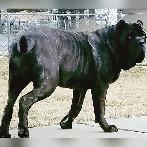 世界猛犬排名前十，顶级犬种魅力与特点深度解读