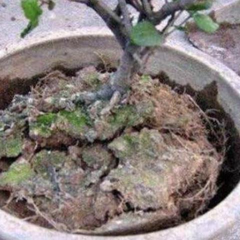 揭秘植物养分吸收的秘密，从土壤到百度的探索之旅