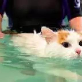 最新猫咪游戏攻略视频大放送，轻松玩转猫咪世界，成为终极大师！